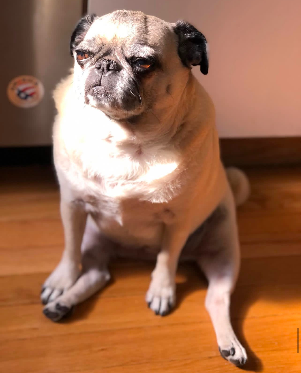 Pug 10