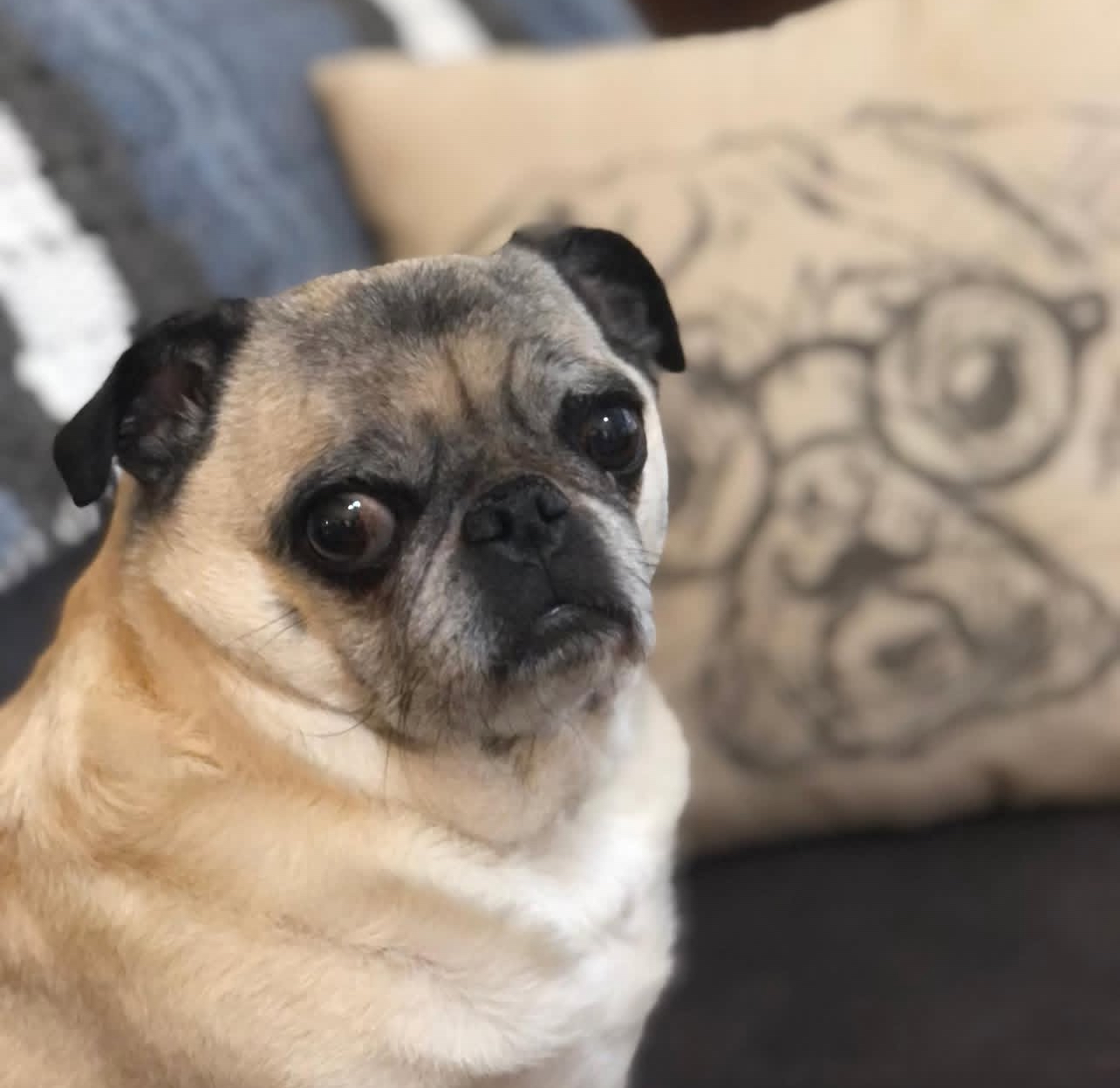 Pug 13